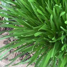 Photo of the plant species Blue Lily by @LucentFeijoa61 named Harper on Greg, the plant care app