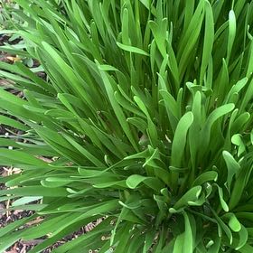 Photo of the plant species Blue Lily by @LucentFeijoa61 named Robert Plant on Greg, the plant care app