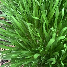 Photo of the plant species Blue Lily by @LucentFeijoa61 named Muhammad Ali on Greg, the plant care app