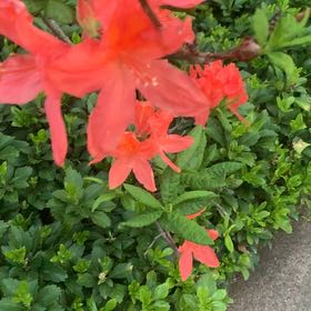 Photo of the plant species Flame Azalea by @LucentFeijoa61 named James Dean on Greg, the plant care app
