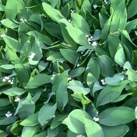 Photo of the plant species May Bells by @LucentFeijoa61 named Tupot amaroot on Greg, the plant care app