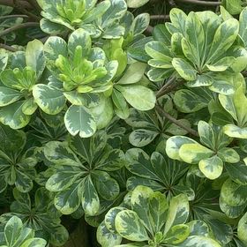 Photo of the plant species beach cabbage by @LucentFeijoa61 named ChloroPhil on Greg, the plant care app