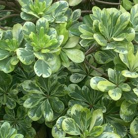 Photo of the plant species beach cabbage by @LucentFeijoa61 named Rihanna on Greg, the plant care app