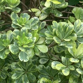 Photo of the plant species beach cabbage by @LucentFeijoa61 named Sproutacus on Greg, the plant care app