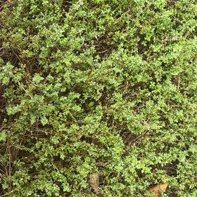 Photo of the plant species Dwarf Chapparal-Broom by @JuicySedum34 named Homer on Greg, the plant care app