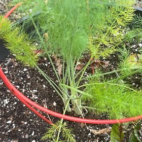 Photo of the plant species Common Fennel by @JuicySedum34 named Elina on Greg, the plant care app