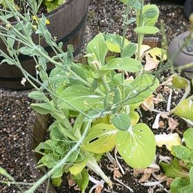 Photo of the plant species Field Mustard by @JuicySedum34 named Orwell on Greg, the plant care app