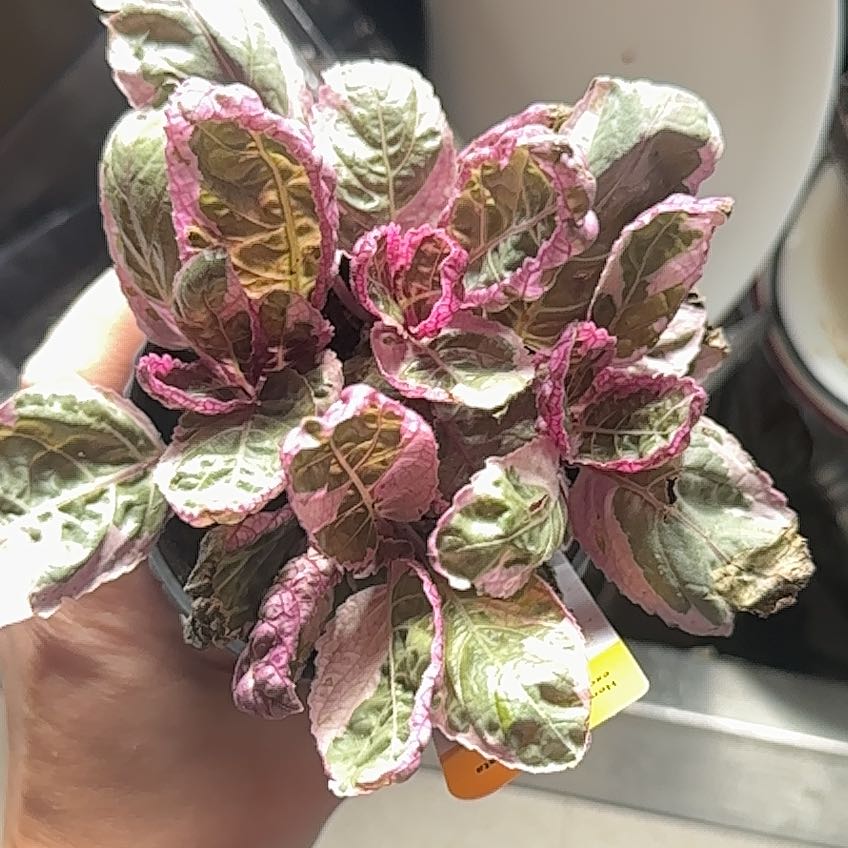 Photo of the plant species Belgian Waffle by @TalentedMastic named Lebron on Greg, the plant care app