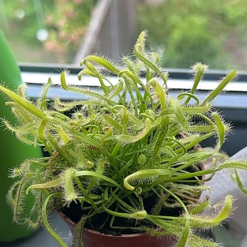 Plant care for Admirable Sundew on Greg, the plant care app