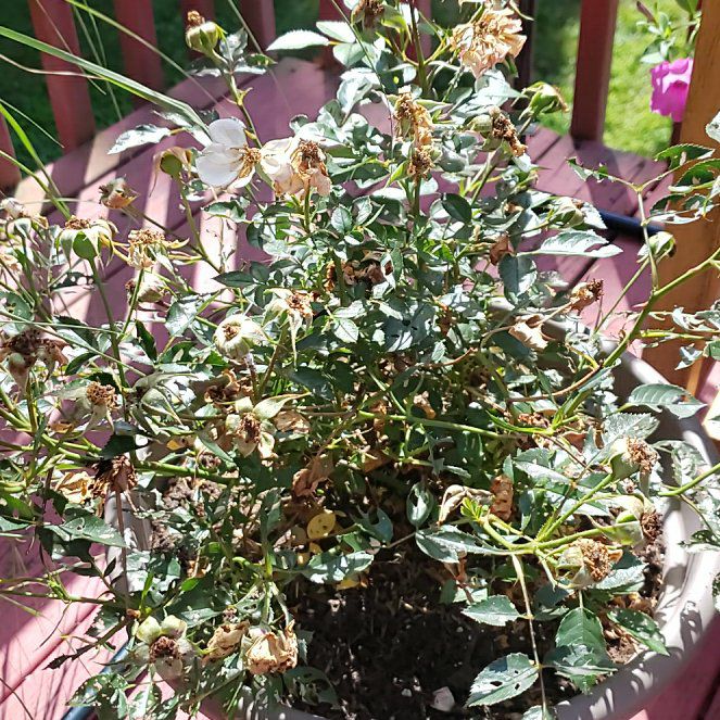 Photo of the plant species Oso Easy Italian Ice Rose by @WholesomeClusia named Ice on Greg, the plant care app