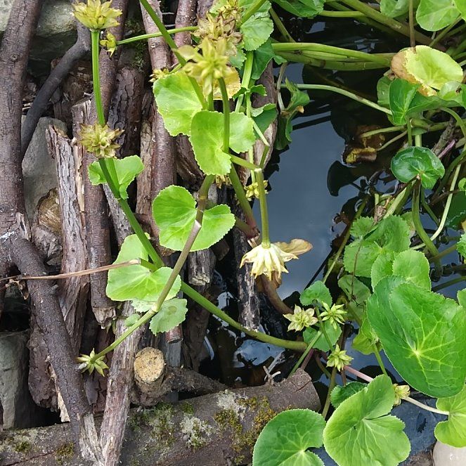 Photo of the plant species Marsh Marigold by @FacileShyleaf52 named Osmo on Greg, the plant care app
