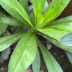 Photo of the plant species Woodruff by Sandra named Lavender on Greg, the plant care app