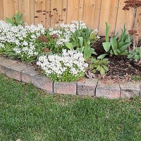 Photo of the plant species Star of Bethlehem by Sandra named Gomez on Greg, the plant care app