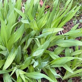 Photo of the plant species Wild Ramp by Sandra named Fernie Mercury on Greg, the plant care app