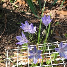 Photo of the plant species Forbes' Glory of the Snow by @FabPygmyiris95 named Bodhi on Greg, the plant care app
