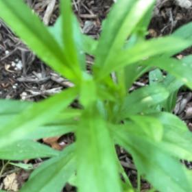 Photo of the plant species True Forget-Me-Not by @FabPygmyiris95 named Zeus on Greg, the plant care app