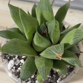 Photo of the plant species Windowpane Plant by @MidniteShadow named Midori on Greg, the plant care app