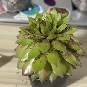Photo of the plant species Sempervivum 'Casa' by @MidniteShadow named Cass on Greg, the plant care app