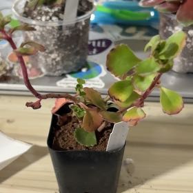 Photo of the plant species Dragon's Blood Stonecrop by @MidniteShadow named Drake on Greg, the plant care app