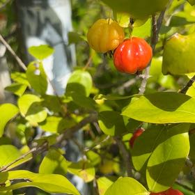 Photo of the plant species Surinam Cherry by @OodlesPygmyiris named Khaleesi on Greg, the plant care app