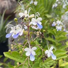 Photo of the plant species Blue Plumbago by @OodlesPygmyiris named Sage on Greg, the plant care app