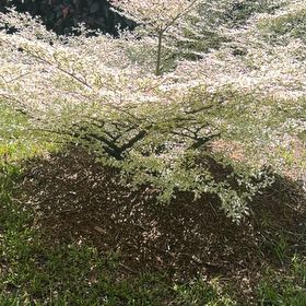 Photo of the plant species Japanese Barberry by @OodlesPygmyiris named Diana on Greg, the plant care app