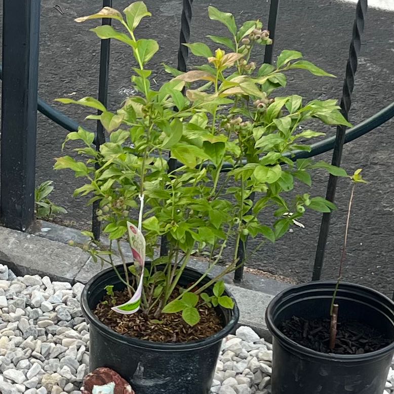 Photo of the plant species Highbush Blueberry 'Jersey' by @BigWasabi0 named McKinley on Greg, the plant care app