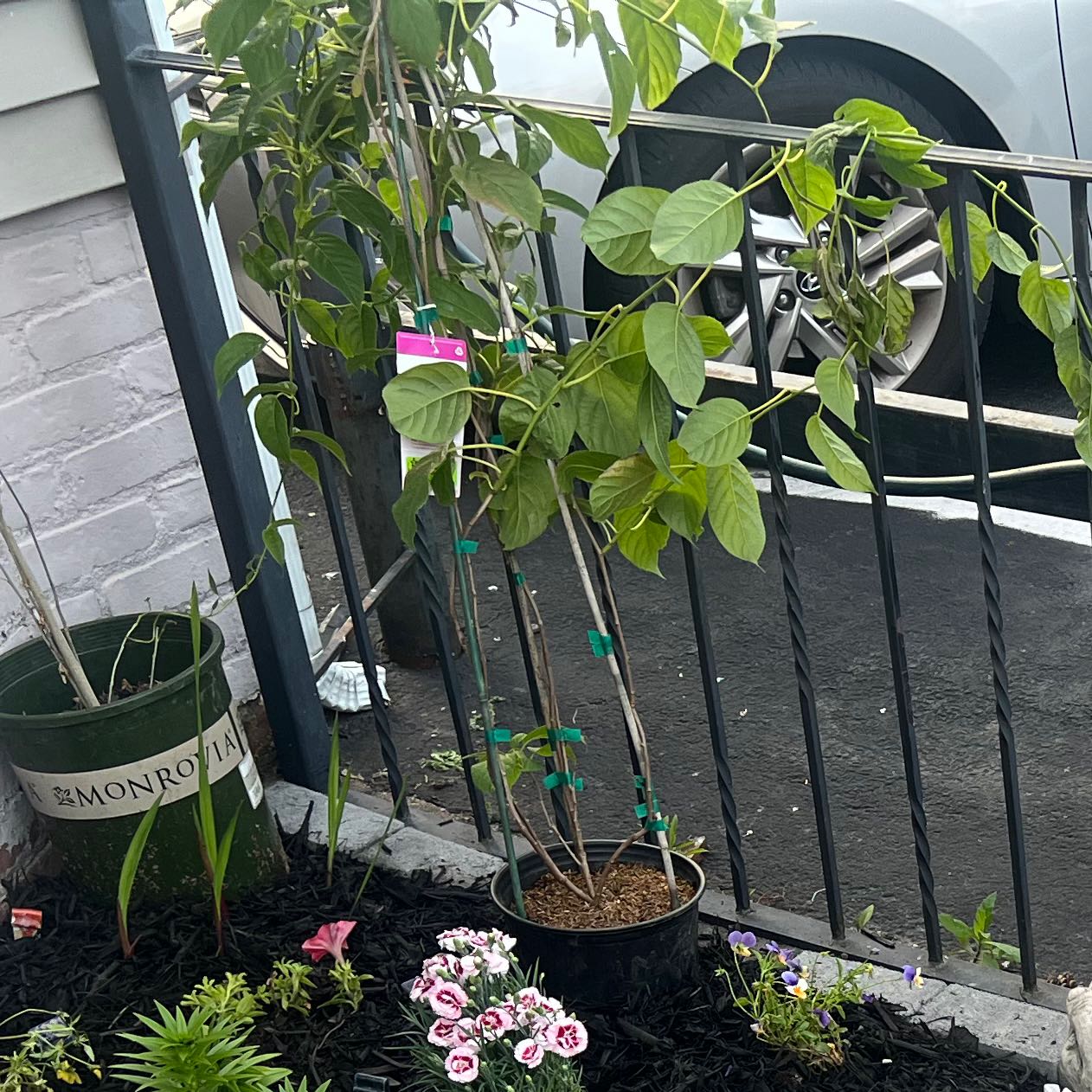 Photo of the plant species Hardy Kiwi 'Prolific' by @BigWasabi0 named Denali on Greg, the plant care app