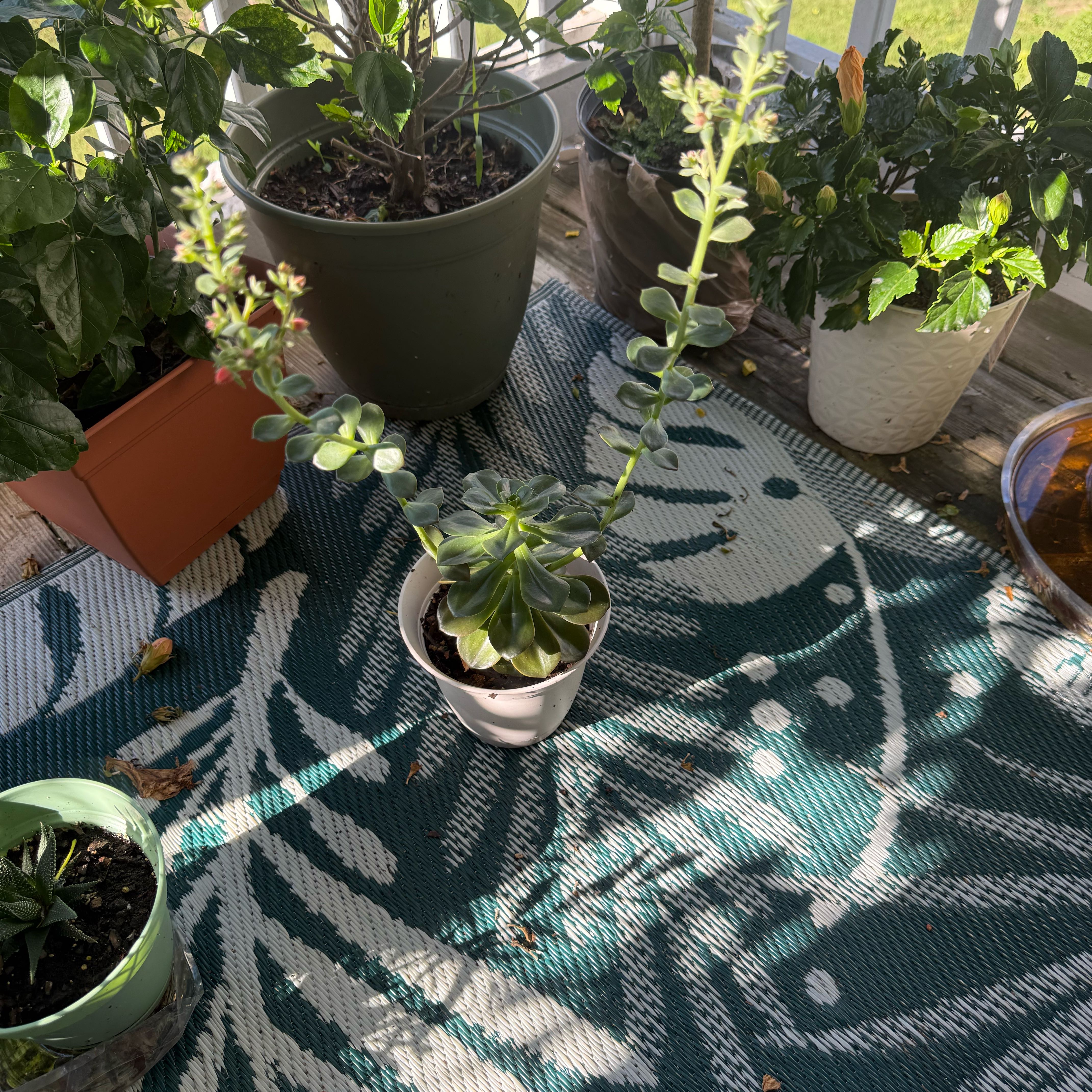 Photo of the plant species Propeller Jade by @HappySandcarpet named Marilyn on Greg, the plant care app