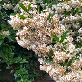Photo of the plant species Firethorn by @StrikingArugula named Kylie on Greg, the plant care app