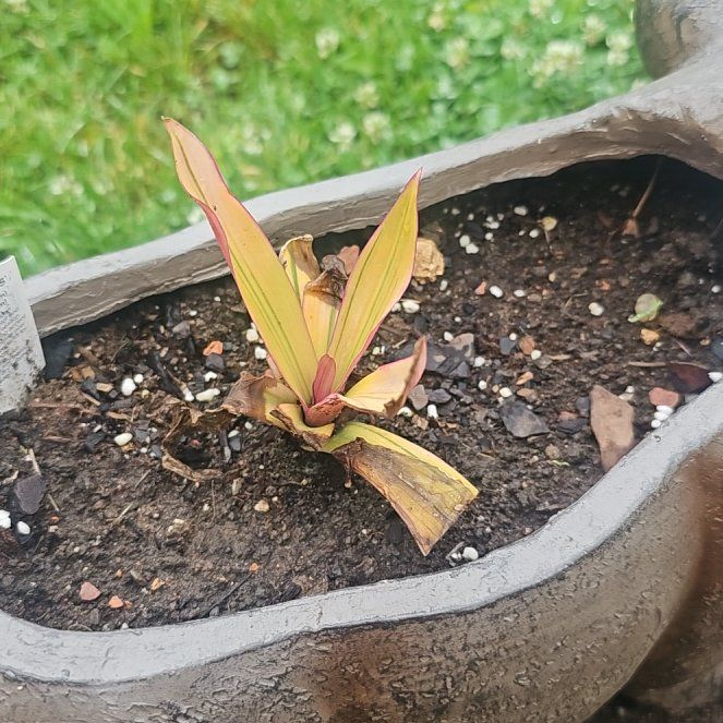 Photo of the plant species Rhoeo Golden by @AgelessZinnia83 named Sigmund on Greg, the plant care app