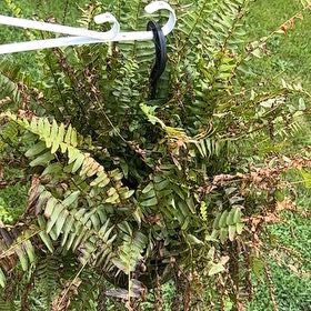 Photo of the plant species Sickle Fern by @SupremeMakole62 named Beckham on Greg, the plant care app