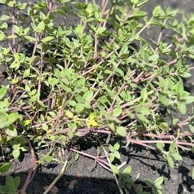 Photo of the plant species Large Thyme by @PetJonquil5 named Terra on Greg, the plant care app