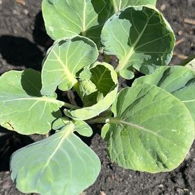 Photo of the plant species Brussel Sprout by @PetJonquil5 named Austen on Greg, the plant care app