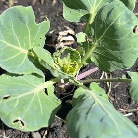 Photo of the plant species Brussel Sprout by @PetJonquil5 named Lebron on Greg, the plant care app