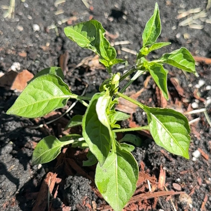 Photo of the plant species Cayenne Pepper by @PetJonquil5 named Navajo on Greg, the plant care app