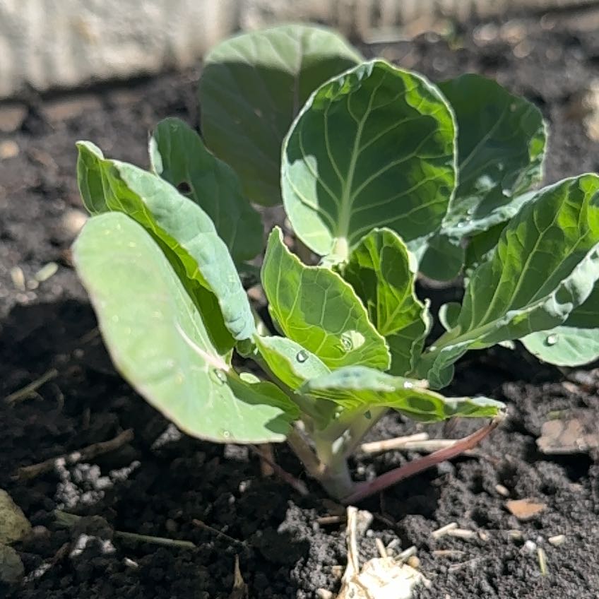 Photo of the plant species Brussel Sprout by @PetJonquil5 named Coco on Greg, the plant care app