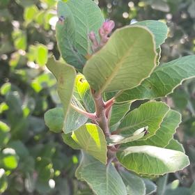 Photo of the plant species Laurel Sumac by @AscendingIvy37 named Aria on Greg, the plant care app