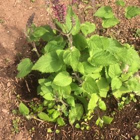 Photo of the plant species Coastal Hedgenettle by @ZarfBookaloe50 named Beckham on Greg, the plant care app