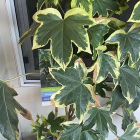 Photo of the plant species Angyo Star Ivy by @AlwaysAtom92 named Gates on Greg, the plant care app