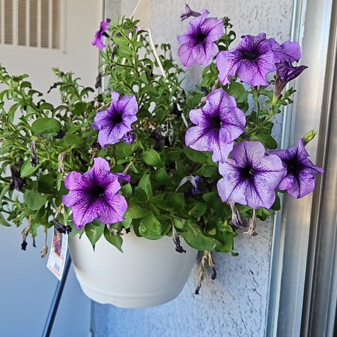 Photo of the plant species Blanket Purple Petunia by @GladRadish93 named Lebron on Greg, the plant care app