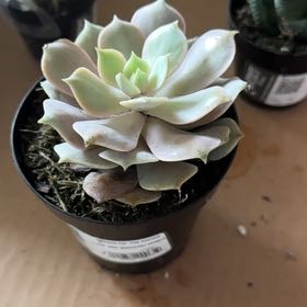 Photo of the plant species Succulent by @PetBonsai83 named Peter Parker on Greg, the plant care app