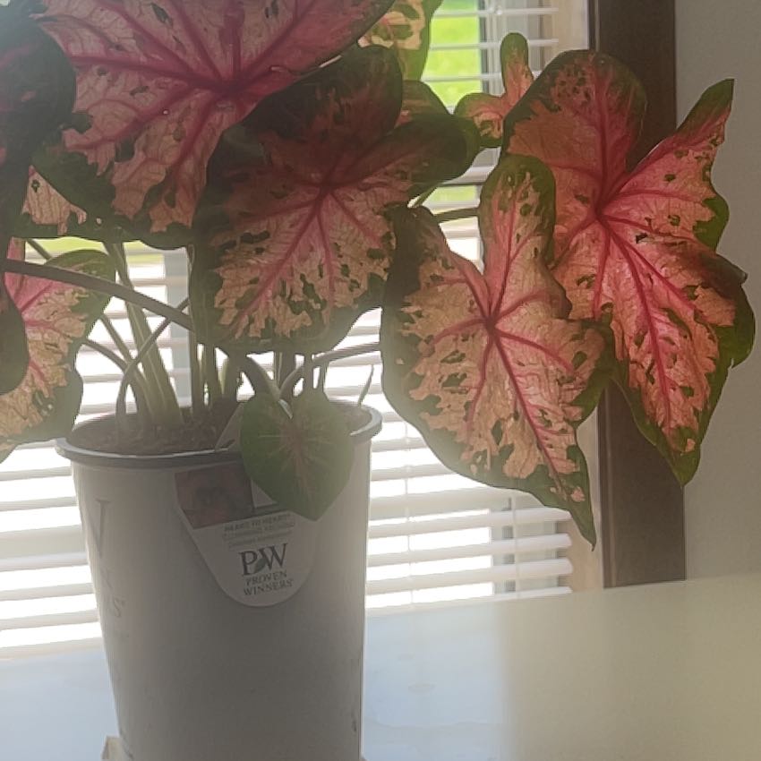 Photo of the plant species Caladium 'Heart to Heart' by @ParagonofMiro69 named Queen on Greg, the plant care app