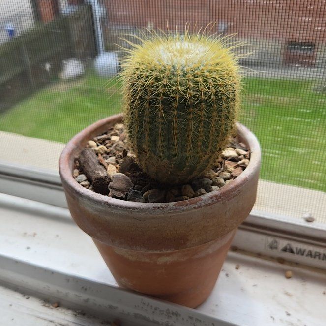 Photo of the plant species Golden Ball Cactus by @HeroineTagetes named SpikeBall on Greg, the plant care app