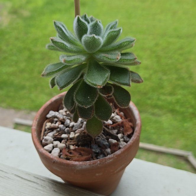Photo of the plant species Doris Taylor/Wooly Rose by @HeroineTagetes named Dottie on Greg, the plant care app