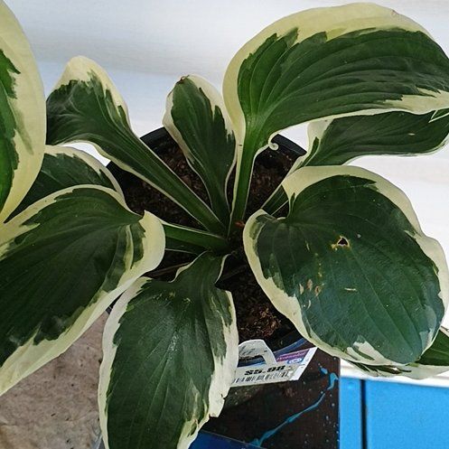 Photo of the plant species reverse Patriot Hosta by @SoulmateAlula93 named The big kahosta on Greg, the plant care app
