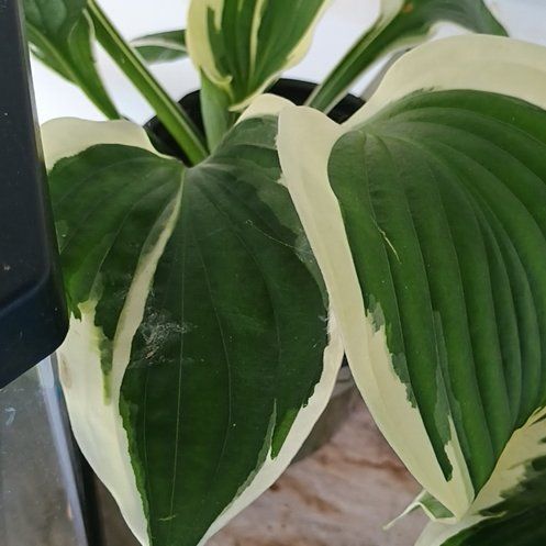 Photo of the plant species reverse Patriot Hosta by @SoulmateAlula93 named Leafy mcleaferson on Greg, the plant care app