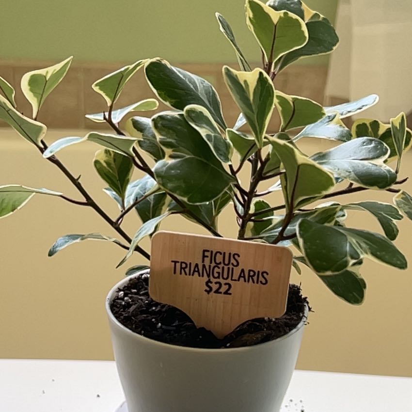 Photo of the plant species Ficus Triangularis by @KeyOleaster9 named Michelle Branch on Greg, the plant care app