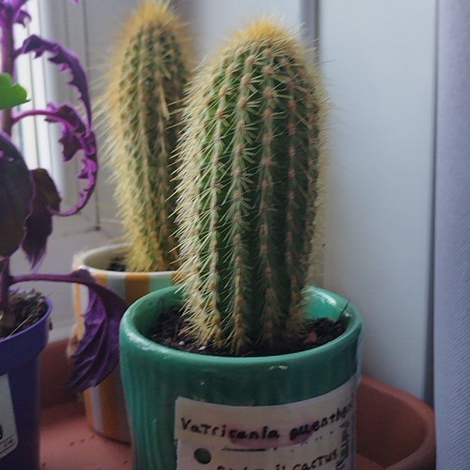 Photo of the plant species Vatricania guentheri by @TopPinkquill27 named Michelle Branch on Greg, the plant care app