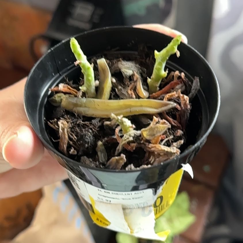 Photo of the plant species Graptoveria 'Blue Pearl' by @ZappyMint24 named Delilah on Greg, the plant care app